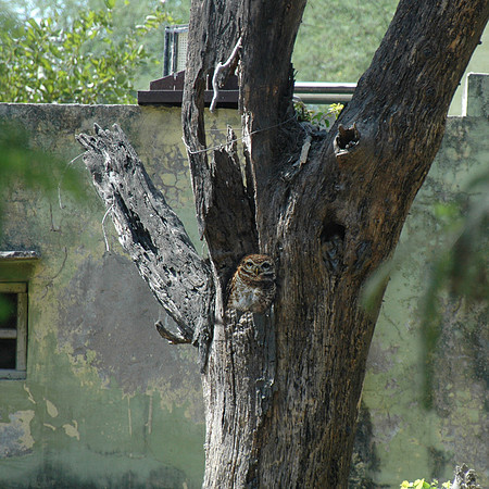 Spotted owlet