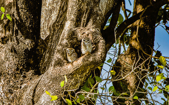 Spotted owlet