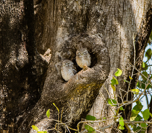 Spotted owlet