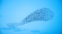 Murmuration