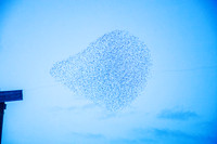 Murmuration
