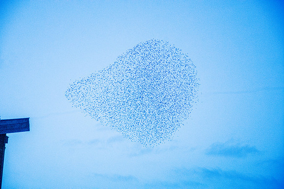 Murmuration