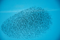 Murmuration