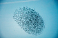 Murmuration