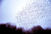 Starling murmuration