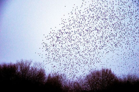 Starling murmuration