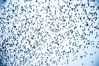 Starling murmuration