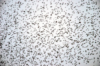 Starling murmuration
