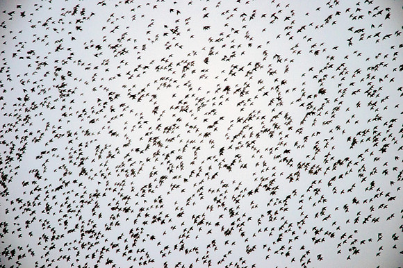 Starling murmuration