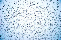 Starling murmuration