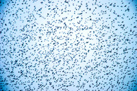 Starling murmuration