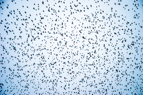 Starling murmuration