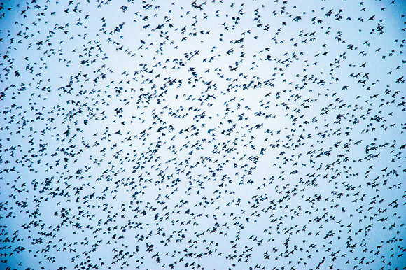 Starling murmuration