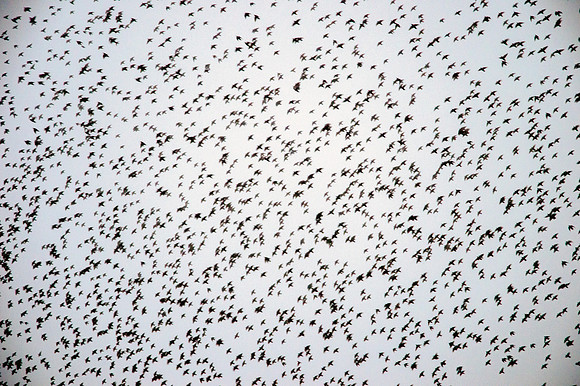 Starling murmuration
