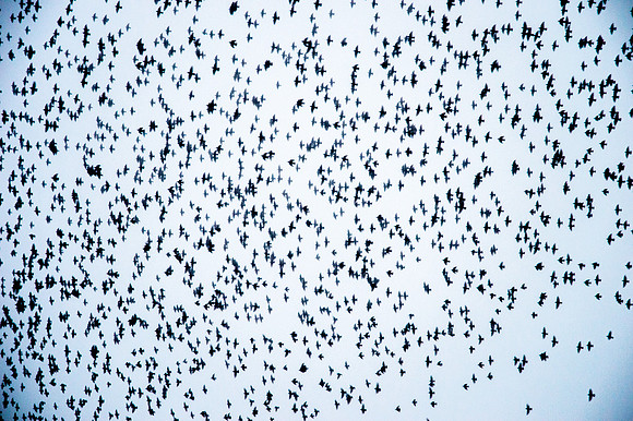Starling murmuration
