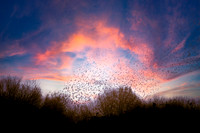Starling murmuration