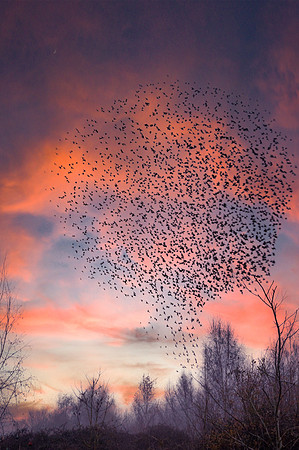 Starling murmuration