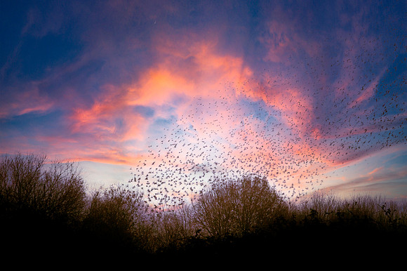 Starling murmuration