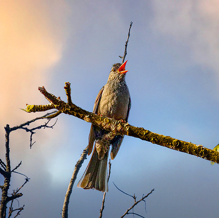Square tailed bulbul