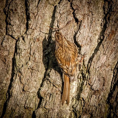 Treecreeper with insect
