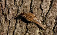 Treecreeper with insect