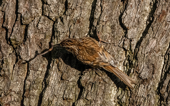 Treecreeper with insect