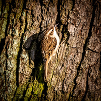 Treecreeper