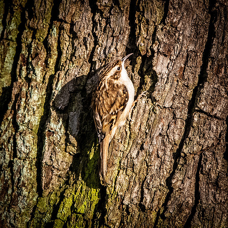 Treecreeper