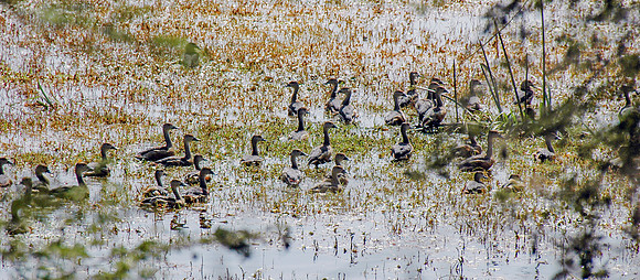 Whistling ducks