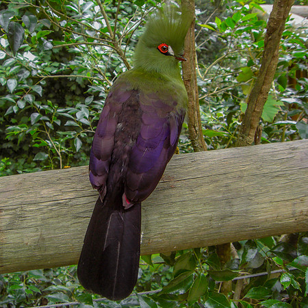 White cheeked turaco