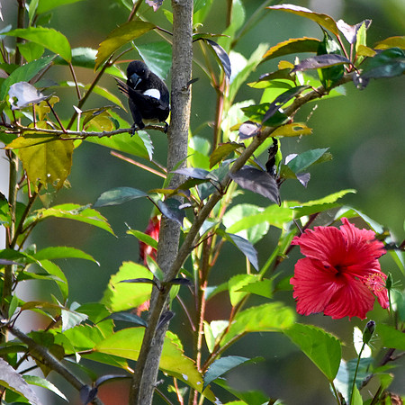 White rumped munia