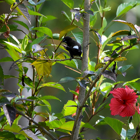 White rumped munia