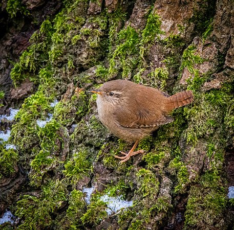 Eurasian wren