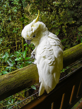 Yellow crested cockatoo