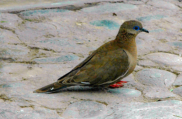 West Peruvian dove