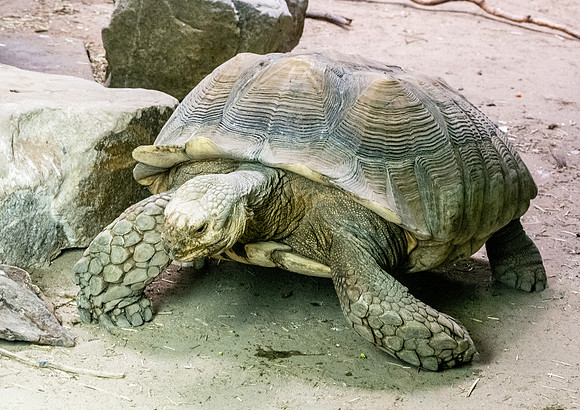 African spurred tortoise