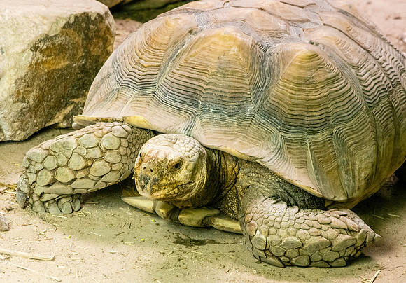 African spurred tortoise