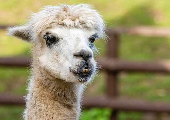 Alpaca