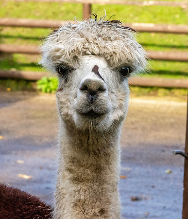 Alpaca
