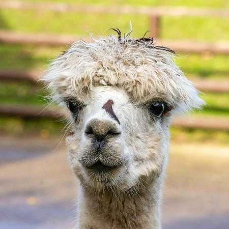 Alpaca