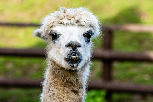 Alpaca