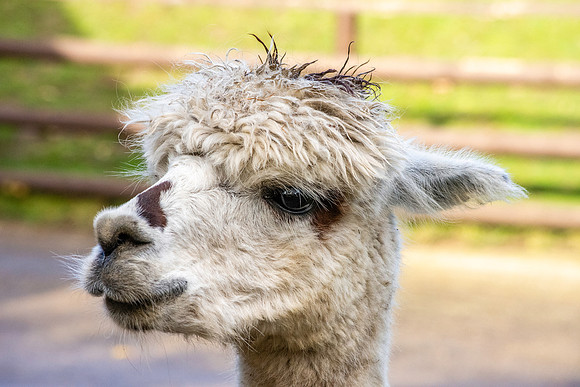 Alpaca