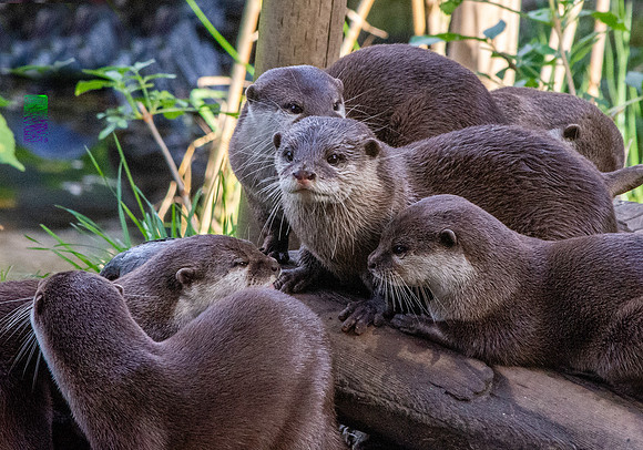 Asian small clawed otter