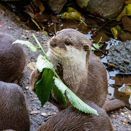 Asian small clawed otter