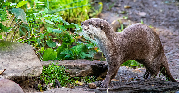 Asian small clawed otter