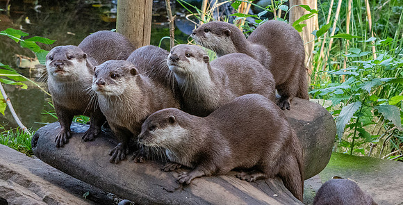 Asian small clawed otter