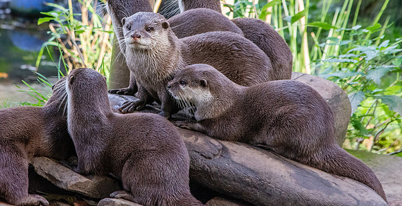 Asian small clawed otter