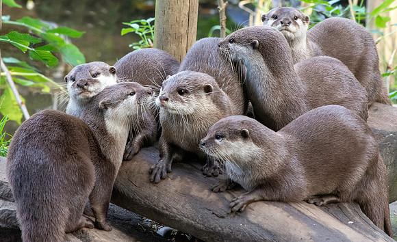 Asian small clawed otter