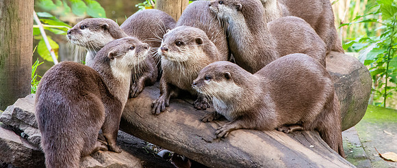 Asian small clawed otter