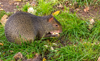Azara's agouti